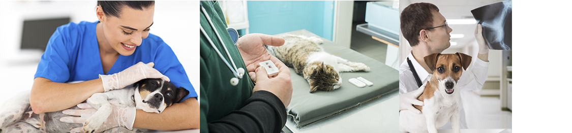 MASTER FISIOTERAPIA VETERINARIA
